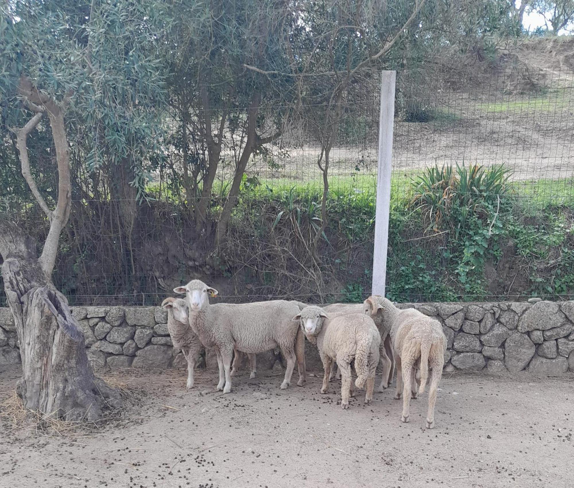 Quinta Ribeiro Tanquinhos ξενώνας Tancos Εξωτερικό φωτογραφία