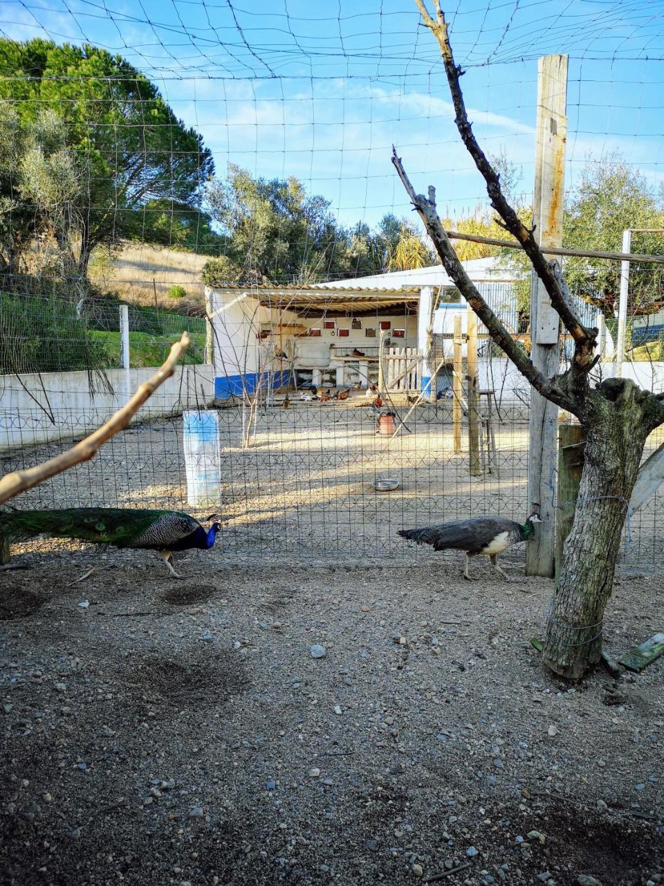 Quinta Ribeiro Tanquinhos ξενώνας Tancos Εξωτερικό φωτογραφία