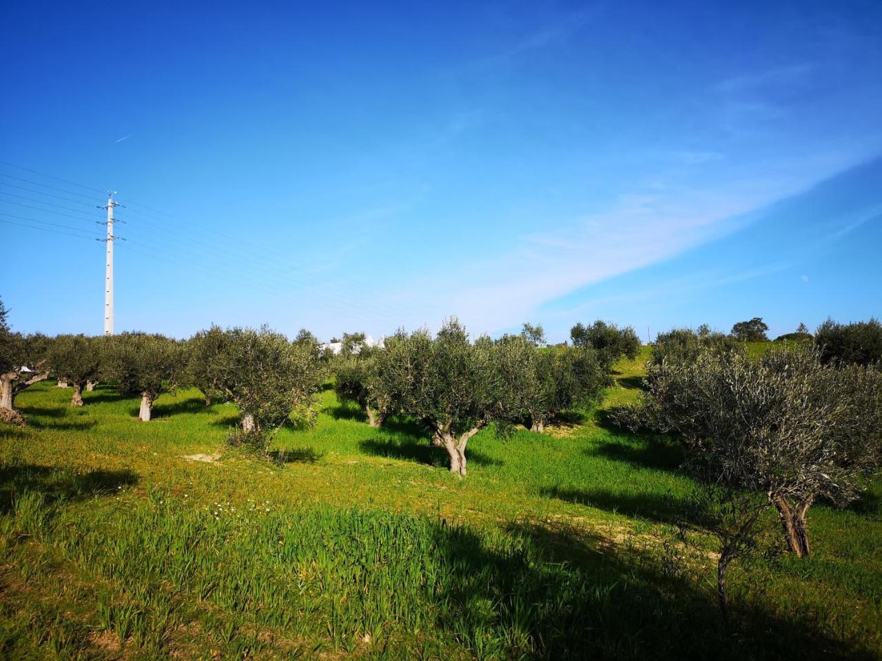 Quinta Ribeiro Tanquinhos ξενώνας Tancos Εξωτερικό φωτογραφία